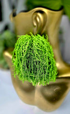 Lime Green Tassel Fringe Earrings – Lightweight, Bold & Statement-Making